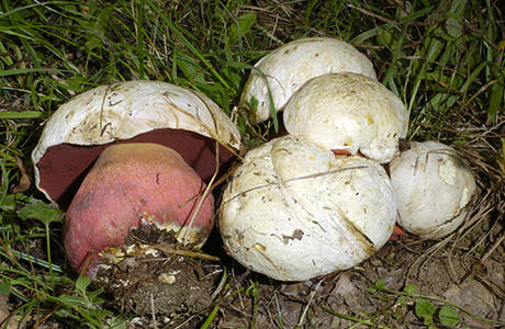 Satansröhrling (Rubroboletus satanas) - © Heinz Prelicz